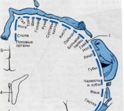 Локализация функций в коре больших полушарий