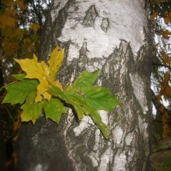 диктанты на тему "осень" для 2 класса