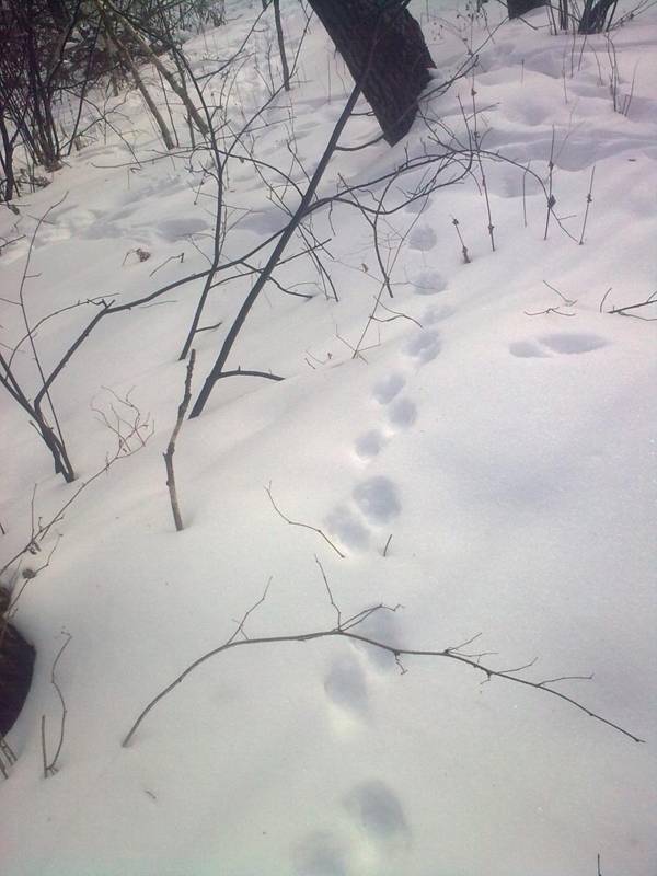 Следы куницы зимой