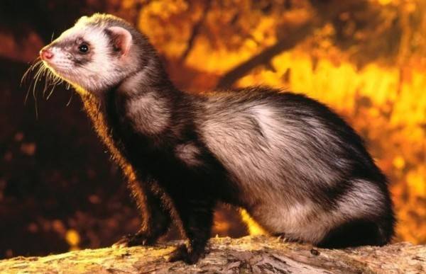 Как куница убивает кур