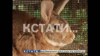 Убийственный набег неизвестного зверя уничтожил десятки кур и кроликов в частных подворьях(Неизвестный хищник устроил побоище в деревне Борского района - жители села Кантаурово лишились домашней. 2016-07-08T16:47:55.000Z)