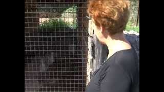 В Черемушском завелся таинственный зверь-убийца(Жителей поселка Черемушский держит в страхе таинственный зверь. По ночам он разоряет домашние хозяйства. 2013-07-23T11:30:23.000Z)