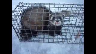 как ласка убивает кур видео