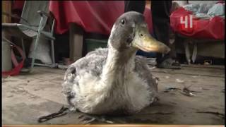 Загрызли кур(Переполох в курятнике: на Шарташе стая собак за ночь загрызла полсотни домашних птиц На дело идут ночью. 2016-10-03T15:49:36.000Z)