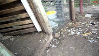 Это что за чупа-зверь?(В редакцию позвонила жительница улицы Советской (район маслозавода), которая сообщила о странном происшест. 2012-09-25T08:06:03.000Z)