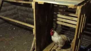 лиса застукали в курятнике. (Лиса застукали в курятнике когда он хотел украсть курицу. 2014-01-03T17:07:57.000Z)