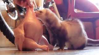 Курица и хорек Федя(, 2015-03-11T05:13:42.000Z)