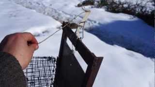 ловушка для хорьков,куниц,ласок,крыс(Вторая серия здесь http://youtu.be/TI20xGckngE Третья здесь- Куница -http://youtu.be/IR9ltTHxQJY После того как куница задушила много. 2013-04-04T13:12:54.000Z)