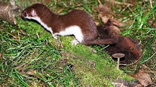 Ласка охотится(Ласка высматривает добычу и нападает на лягушку. Предсмертный крик лягушки леденит кровь. Подписывайтесь. 2015-08-25T14:59:14.000Z)