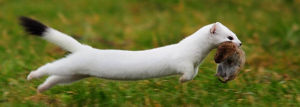 Королевский горностай