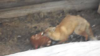 Лиса раздирает курицу. Слабонервным не смотреть!(Неожиданно утром. 2015-04-02T13:49:40.000Z)