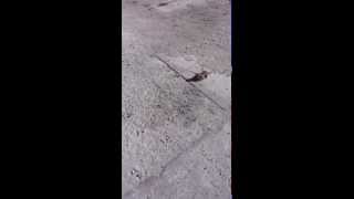 Ласка против крысы(На работе охраняет от грызунов., 2014-09-23T18:57:36.000Z)