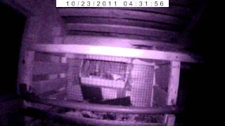 Как поймать хорька(Съемка велась видеорегистратором в сарае ночью. В клетке 2-месячный цыпленок. Для поимки использовались. 2011-10-24T18:27:44.000Z)