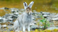 Как правильно охотиться на зайца с собаками