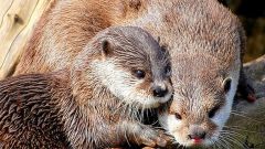 Как поймать выдру