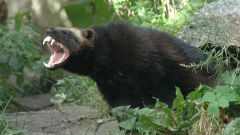 Чем питается росомаха