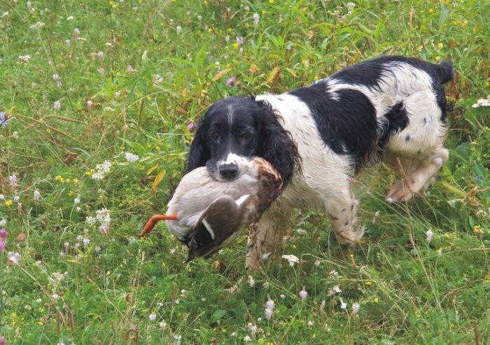 Спаниель принес сбитую птицу