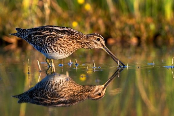 Вальдшнеп описание и фото