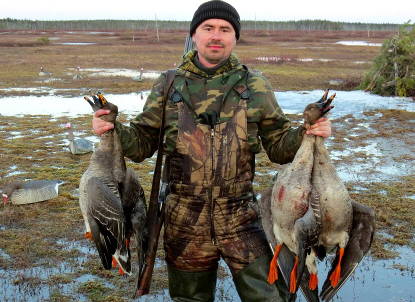 охота на гусей осенью
