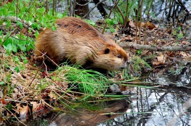 У зверей густая блестящая шерсть