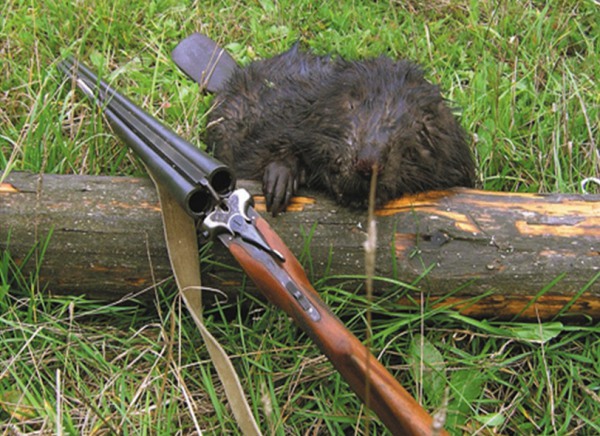 охота на бобра