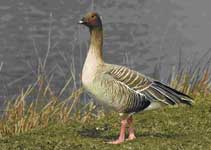 Охота на гуся осенью