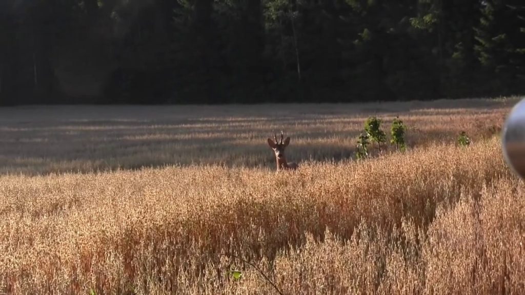 охота на косулю