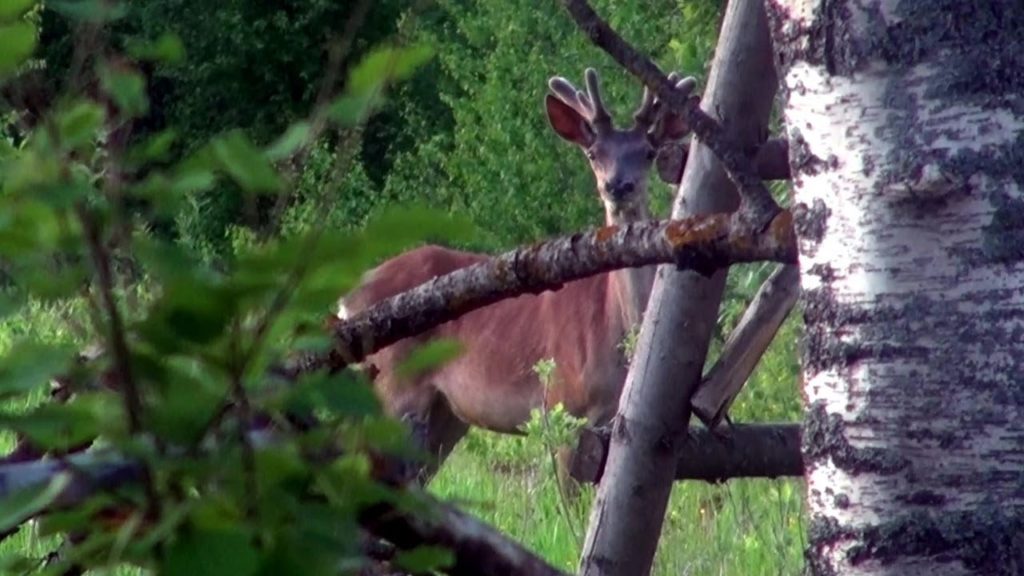 охота на косулю