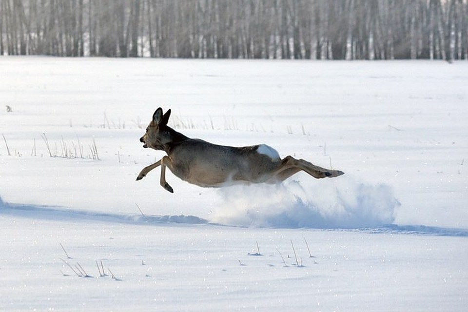 охота на косулю