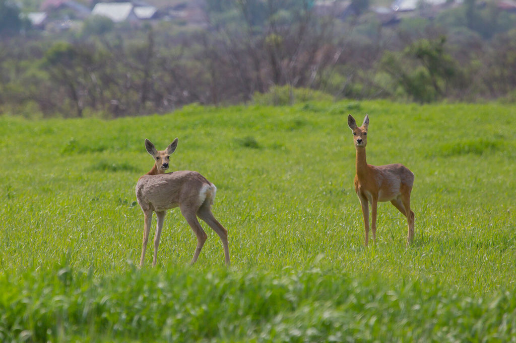 охота на косулю