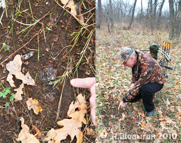 Охота с луком на лису - Андрей Шалыгин