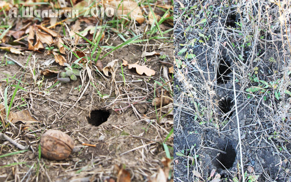 Охота с луком на лису - Андрей Шалыгин