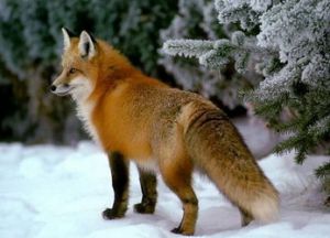 охота на лису