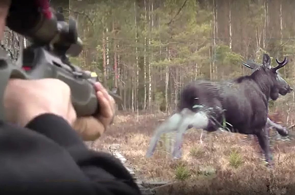 охота на лося