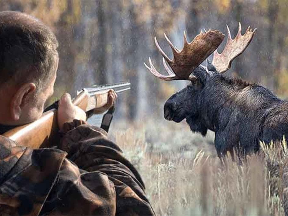 охота на лося