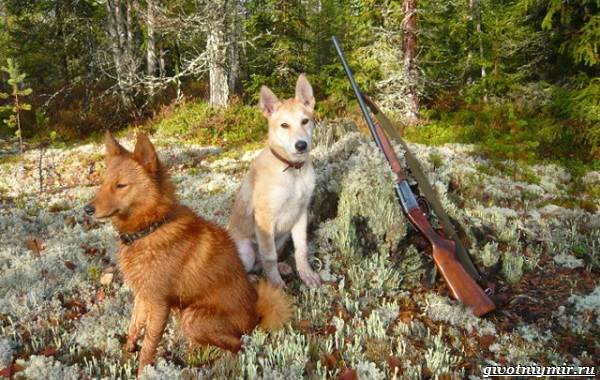 Охота-на-оленя-и-её-особенности-16