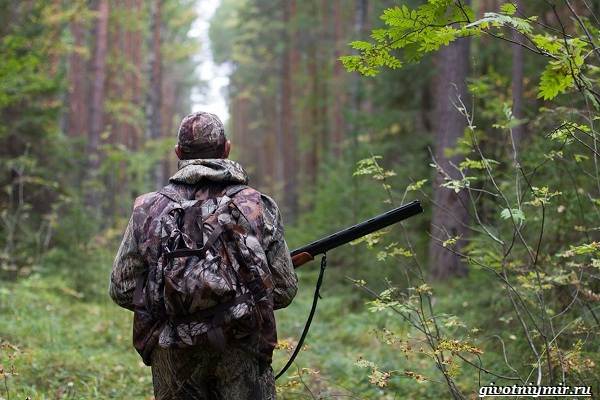 Охота-на-оленя-и-её-особенности-5