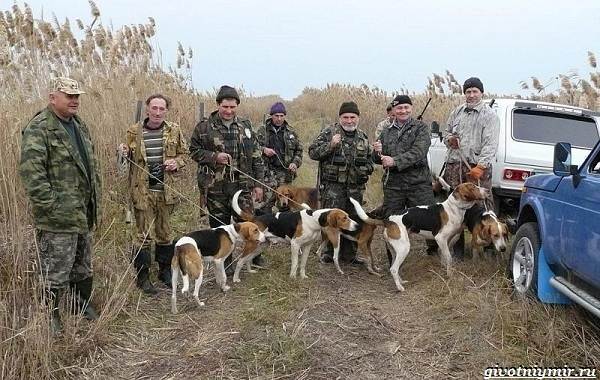 Охота-на-оленя-и-её-особенности-17