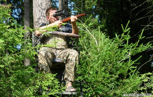 Охота-на-оленя-и-её-особенности-18