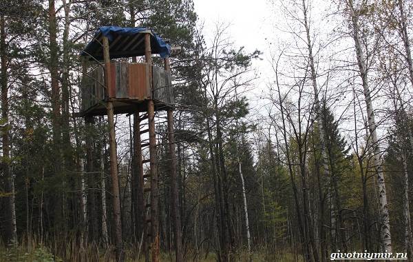 Охота-на-оленя-и-её-особенности-10