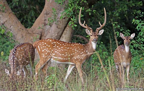 Охота-на-оленя-и-её-особенности-4