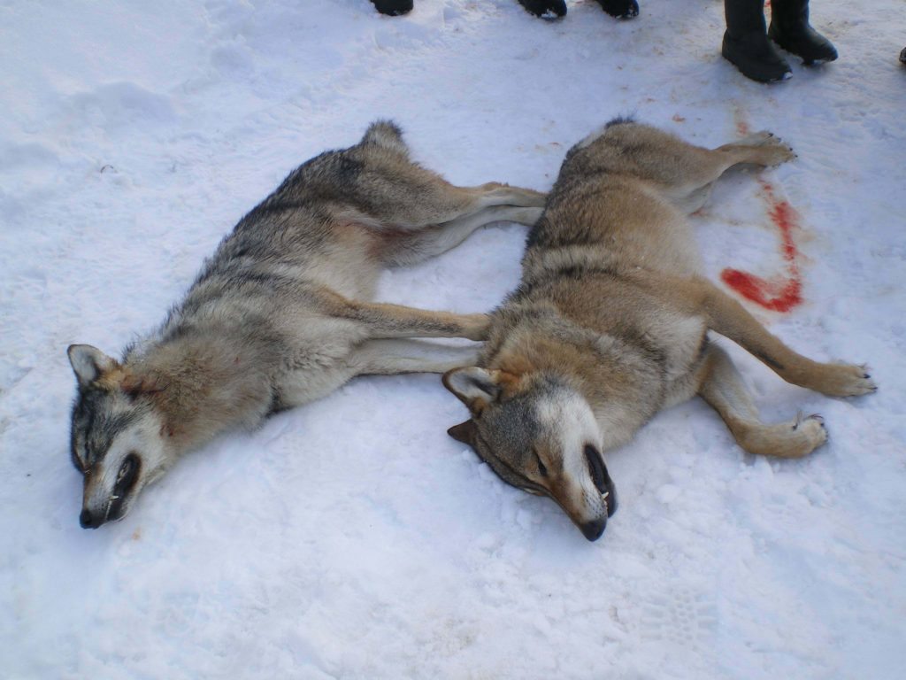 охота на волков