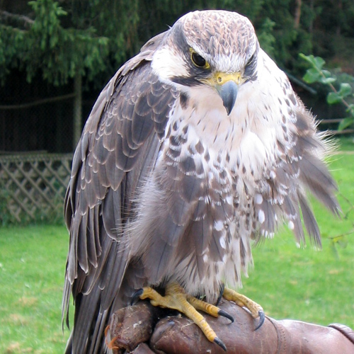 птица отряда ястребиных 5 букв