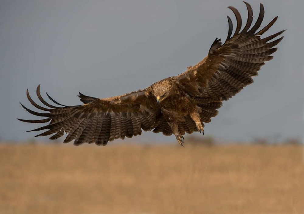 птица отряда ястребиных 5 букв