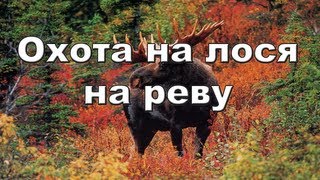 Охота на лося на реву видео онлайн 2012-2013 Moose hunting in Russia.(Все видео об охота на лося http://www.youtube.com/playlist?list=PLLH0GdK_J_PgoYtVC1pM13HpfiQ1JoAMh moose hunting Russia 2012-2013., 2013-02-03T12:12:34.000Z)