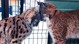 РЫСЬ МАРТИ ПОТИХОНЬКУ ПРИРУЧАЕТСЯ. Игры трёх больших кошек(Если есть желание помочь нашим проектам с рысями (Lynx lynx), жмите на ссылку: http://www.donationalerts.ru/r/ekaterinavaleeva или http://ya. 2017-01-22T12:56:17.000Z)