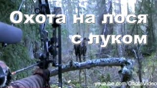 Охота на лося с луком на реву онлайн 2012-2013(Все видео об охота на лося http://www.youtube.com/playlist?list=PLLH0GdK_J_PgoYtVC1pM13HpfiQ1JoAMh., 2012-11-21T15:37:01.000Z)