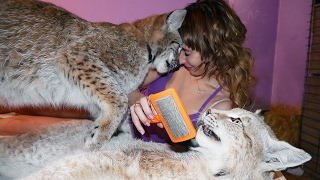 МНОГО ЛИ ОТ РЫСЕЙ ШЕРСТИ? Расчесываем больших кошек(ИНСТАГРАМ КАТИ: https://www.instagram.com/katyabobcat/ Если есть желание помочь нашим проектам с рысями (Lynx lynx), жмите на ссыл. 2017-02-10T08:03:02.000Z)