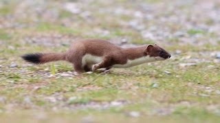 Горностай гипнотизирует кролика(Супер сила горностая в действии ! Горностай (лат. Mustela erminea) — небольшой хищник из семейства куньих с удлинен. 2013-03-29T07:07:59.000Z)