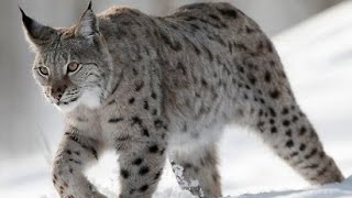 Рысь обыкновенная - European Lynx (Энциклопедия животных)(Рысь обыкновенная, европейская рысь или евразийская рысь - один из четырех видов рода рыси. Это хищное млек. 2016-12-06T09:44:27.000Z)